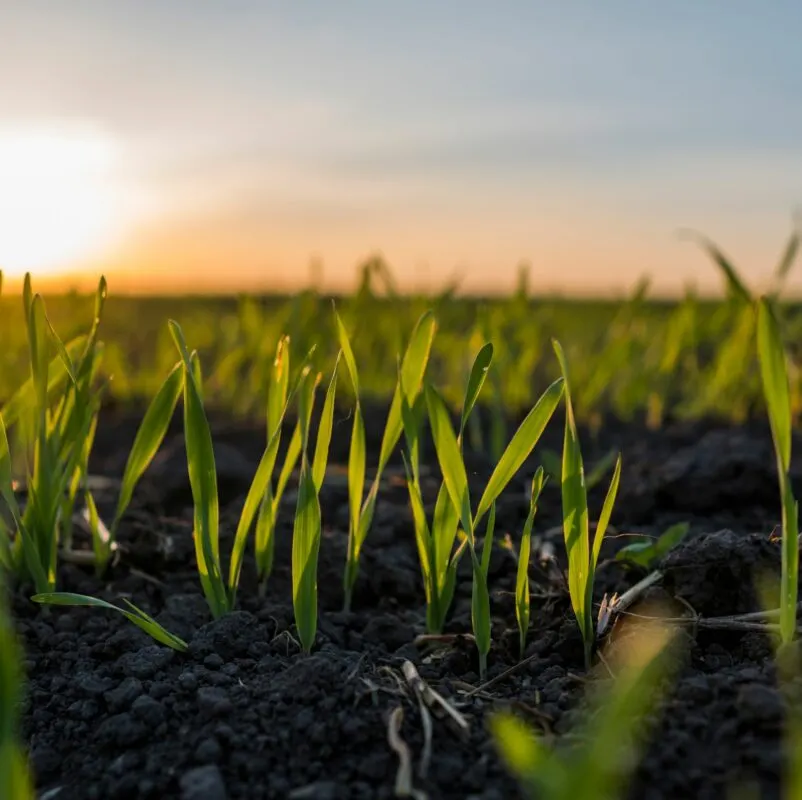 La recuperació de la vegetació després d'un foc ajuda a regenerar les funcions microbianes del sòl