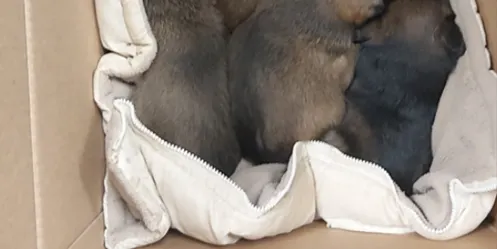 L’associació Segundas oportunidades gestionarà l’adopció dels sis cadells de gos abandonats a Cambrils
