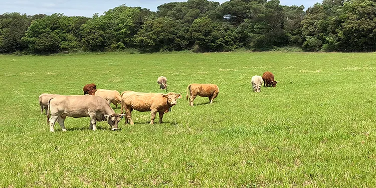 Agricultura acabarà de pagar els ajuts de la PAC corresponents al 2019 durant el mes de juny