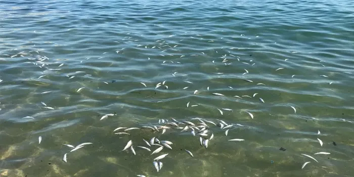 La Confraria de Pescadors d’Arenys trasllada a Ports l’aparició de peixos morts a les platges