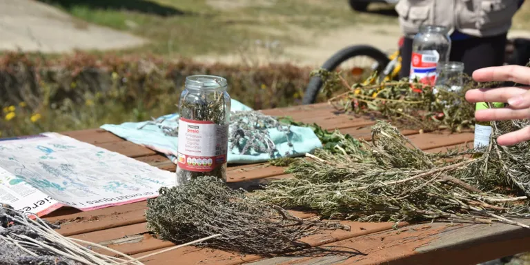 Taller a la biblioteca sobre plantes remeieres