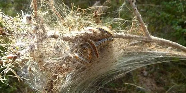 En marxa les tasques de prevenció i extinció de la plaga de la processionària del pi a Altafulla
