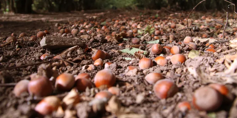 La fruita seca també preveu una campanya molt complicada