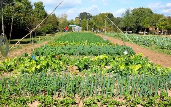 Foto: Hort de La Sínia