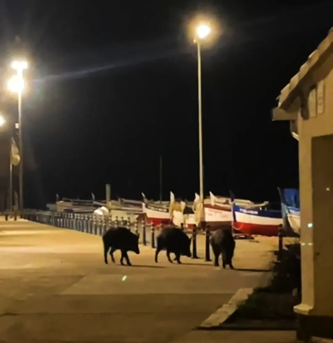 Un grup de senglars baixen fins les barques de la Platja dels Pescadors