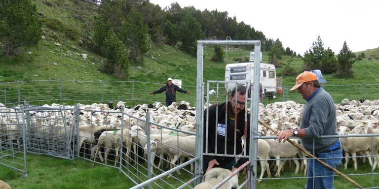 Les indemnitzacions pels danys de la fauna salvatge sobre la ramaderia es pagaran en un màxim de cinc dies