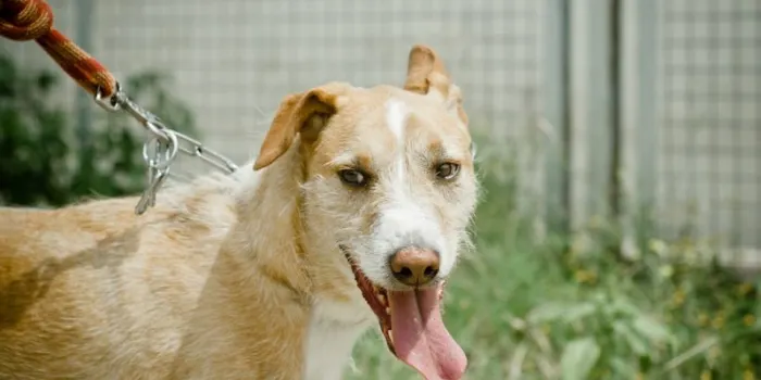 L’SPAM fa una crida per trobar adoptants pel animals del centre del carrer Galícia