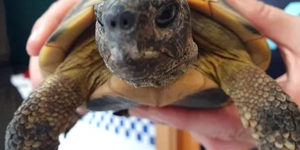Localitzada una tortuga mediterrània de terra domèstica a l’interior d’un contenidor de la Ronda d’Altafulla