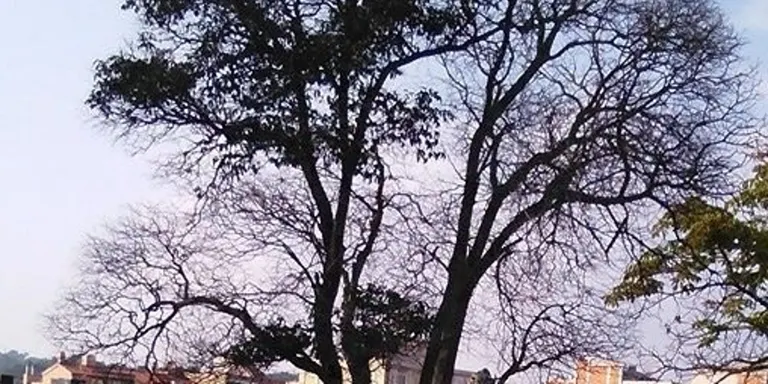 Arrenca una campanya a la xarxa per salvar el pipican de la Serreta