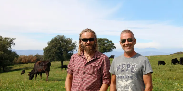 Una finca de Tavertet cria vaques japoneses Wagyu amb un sistema de rotació de pastures i regeneració