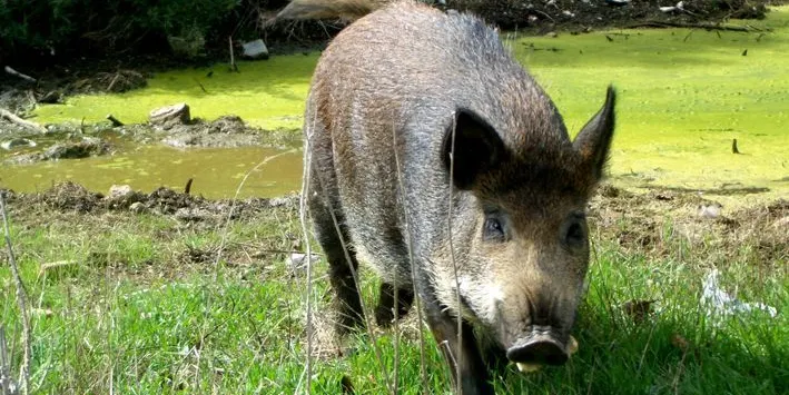 JARC acusa Agricultura d’abandonar el control de la fauna salvatge