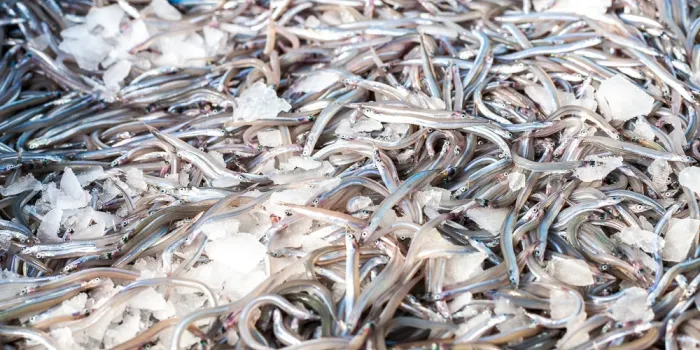 Els pescadors d’Arenys allarguen quinze dies més l’aturada de la pesca del sonso
