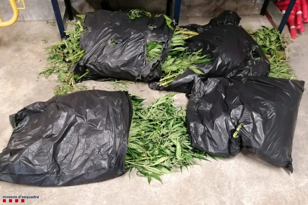 Els Mossos detenen tres veïns de Cambrils que es dedicaven al cultiu de marihuana en boscos del Priorat