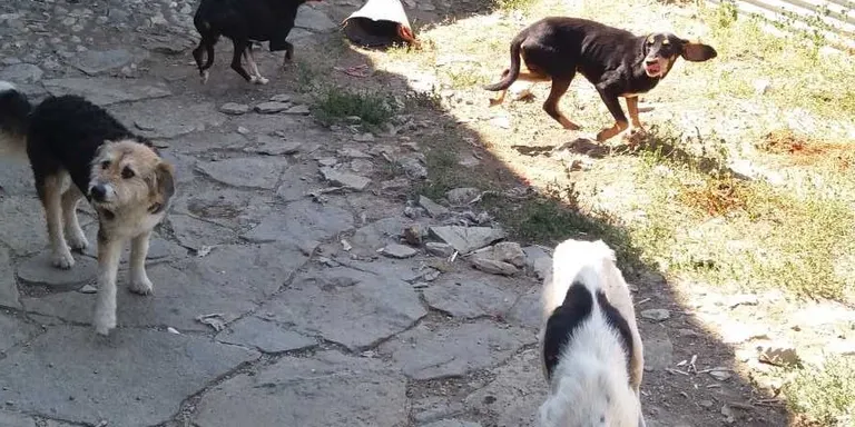 Tremp busca famílies d'acollida per a set gossos i dos gats