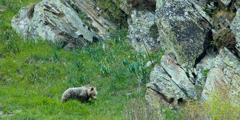 Depana enregistra imatges insòlites de dos óssos a la Val d'Aran