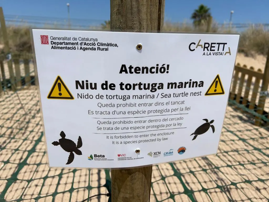 Es busquen voluntaris per a tenir cura del niu de tortuga careta trobat a Malgrat de Mar