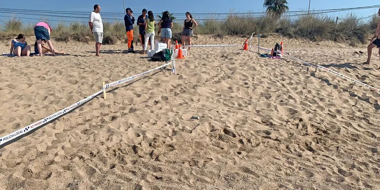 Primer niu de tortuga babaua a Malgrat de Mar