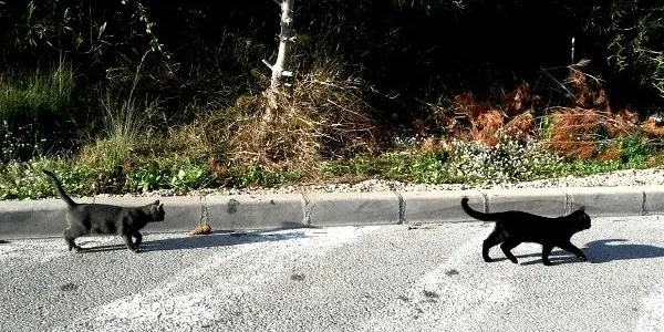 Hopeland i l’Ajuntament d’Altafulla impulsen una campanya de recollida d’aliments i articles pels animals rescatats del municipi