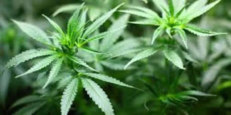 El cannabidiol transforma l’entorn de Vilassar de Mar