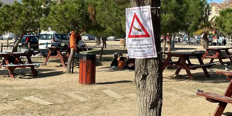 Es detecten exemplars de l'eruga processionària en diversos indrets d'Arenys de Mar