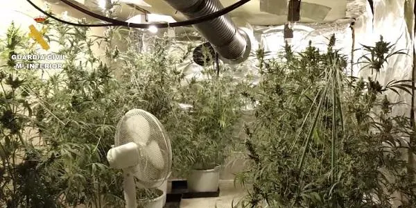 Tretze persones detingudes en una operació de la Guàrdia Civil contra el conreu i tràfic de marihuana a Catalunya