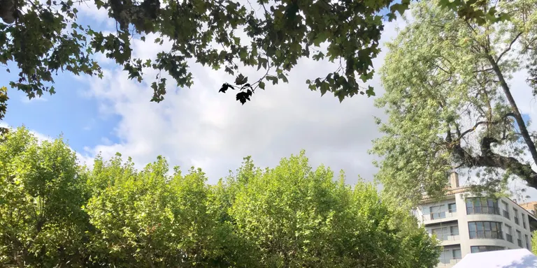 L'Ajuntament de Solsona aplicarà un tractament fitosanitari a l'arbrat de la plaça del Camp la matinada de divendres