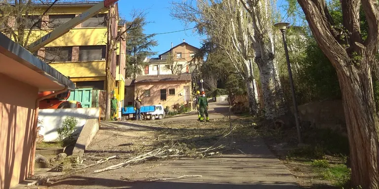 Tala de pollancres al pati de l'Escola Albert Vives per garantir la seguretat
