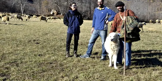 El Parc Natural de l'Alt Pirineu i el projecte Piros Life volen incentivar la presència de gossos de protecció de ramats