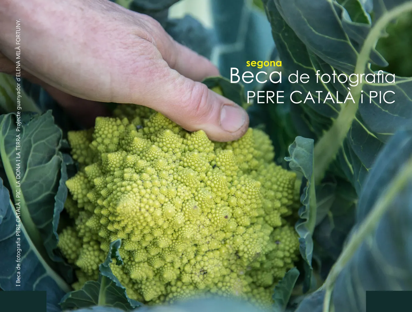II Beca de fotografia Pere Català i Pic