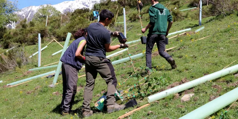 Planten 9.000 arbres fruiters a prop d'Isil per "millorar l'hàbitat de l'ós"