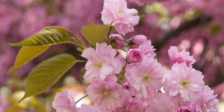 Vilassar de Mar torna a obtenir les tres Flors d’Honor de Viles Florides