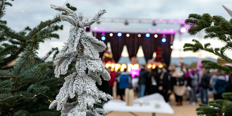 La Fira de Nadal del Morell sortejarà els seus avets naturals