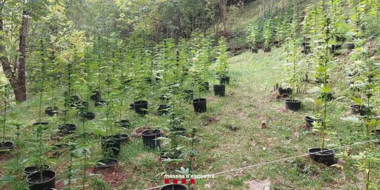 Un detingut a la Seu d'Urgell per cultivar 240 plantes de marihuana en un bosc de les Valls d'Aguilar