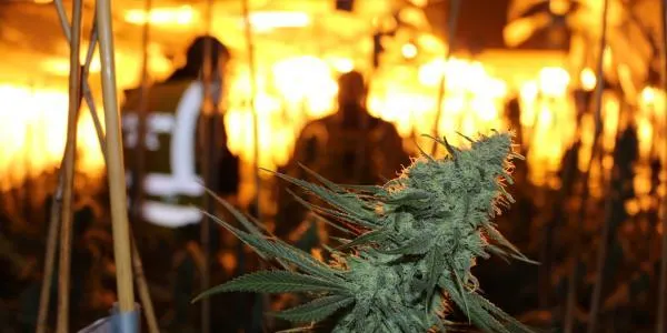 Desmantellen una plantació interior de marihuana en un xalet de la Móra i detenen dos homes