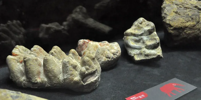 La Sala Límit KT de Coll de Nargó s'amplia amb fòssils de mamífers