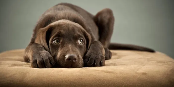 Els veterinaris aconsellen no donar tranquil·litzants als gossos pel soroll dels petards