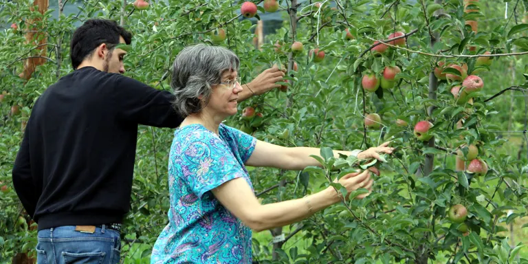 Productors de pomes ecològiques de muntanya creen la marca Biolord