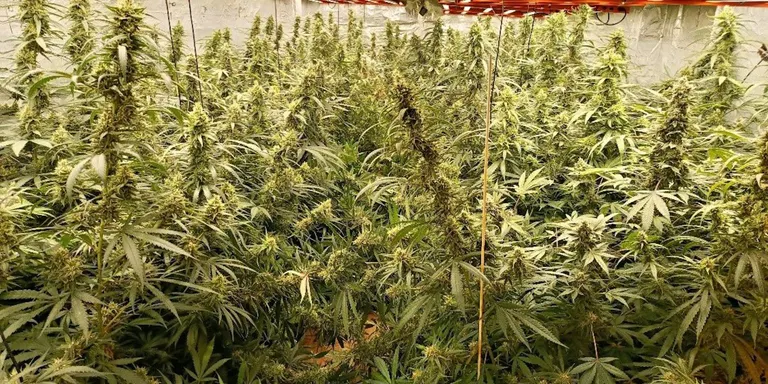 Desmantellen una plantació indoor de marihuana amb prop de 600 plantes a Bellvei