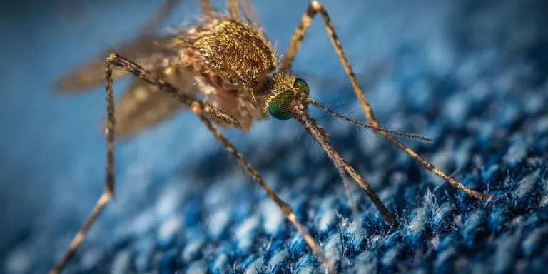 Salut detecta dos casos de dengue a Malgrat de Mar