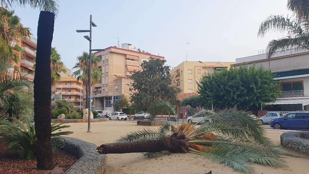 Els cops de vent de 60 km/h i l'aiguat d'aquesta nit fan caure una palmera a Pineda