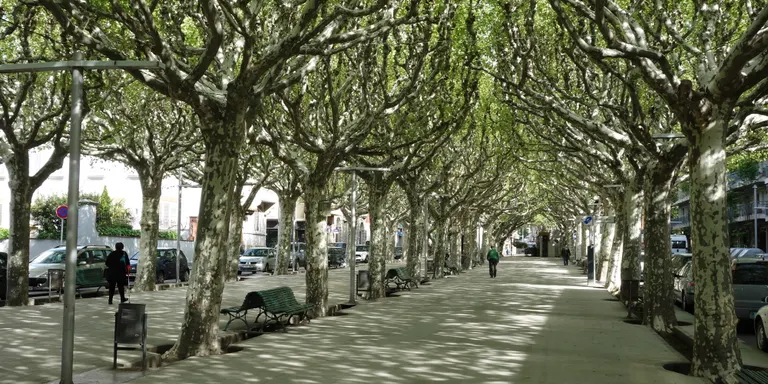 Tractament fitosanitari als arbres del passeig de la Seu per combatre el tigre del plataner
