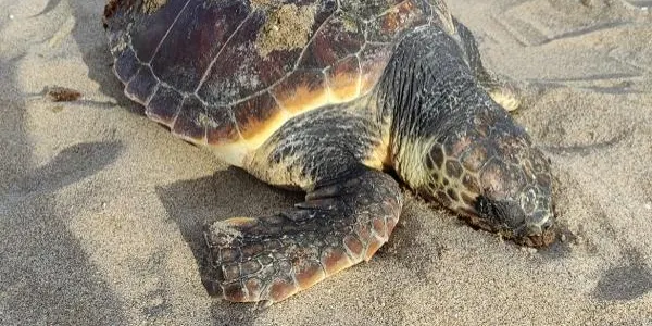 El CRAM atribueix l'aparició de tortugues mortes a la platja a la forta corrent marina