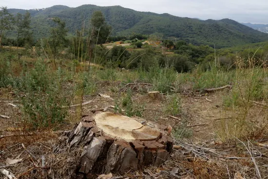 La Generalitat destinarà 200.000 més a intentar aturar el 'tomicus' al Maresme