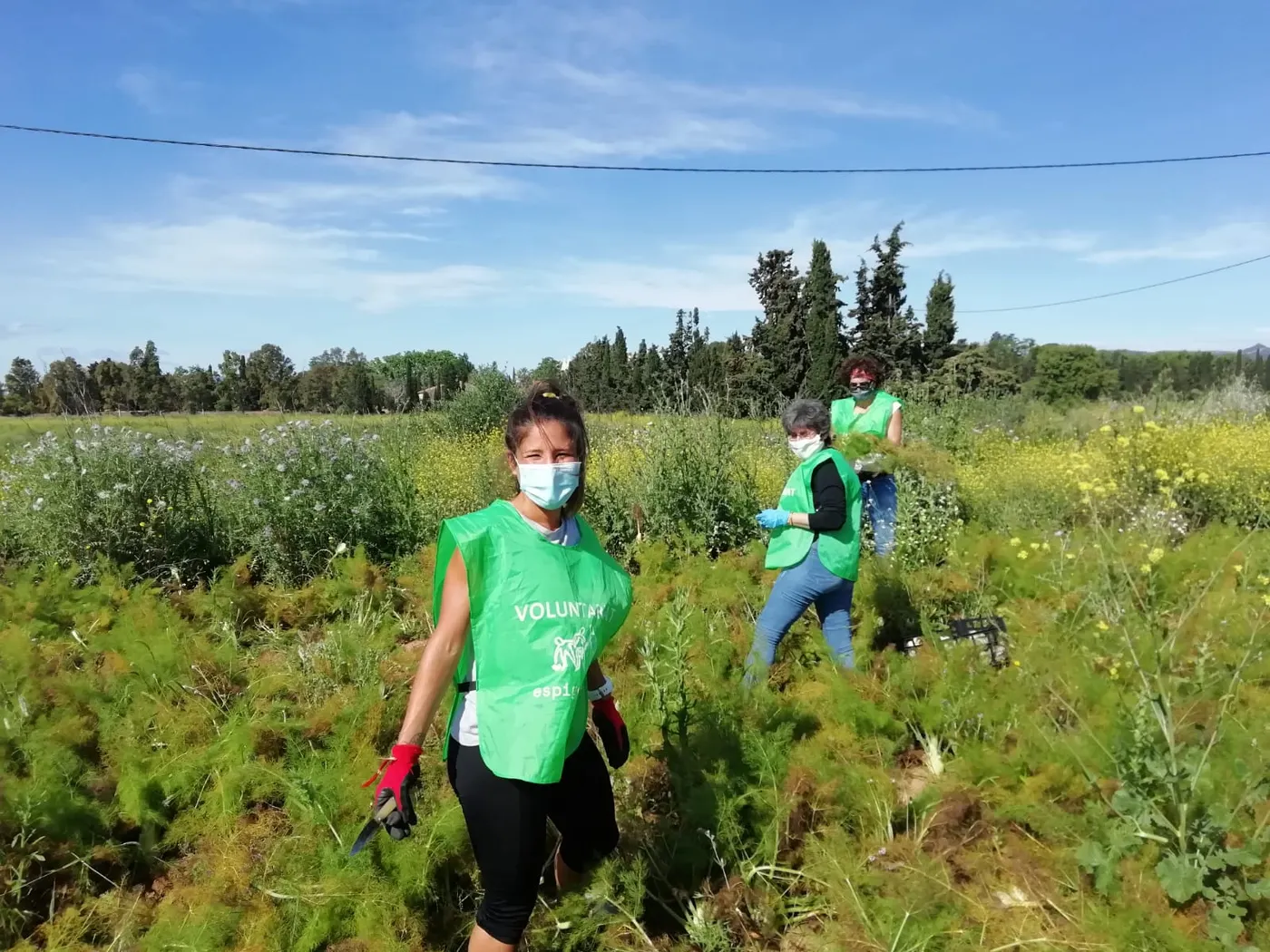 La Fundació Espigoladors recollirà mandarines a Cambrils aquest divendres