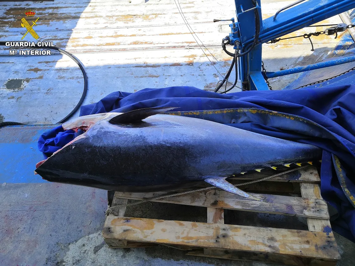 La Guàrdia Civil decomissa al port de Arenys de Mar una tonyina vermella, en perill d'extinció