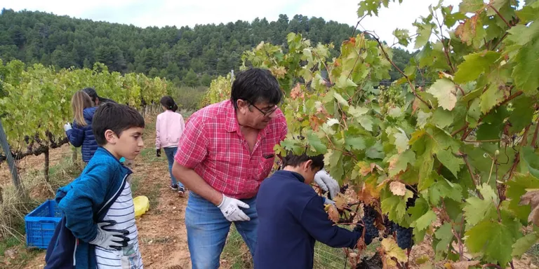 40 persones a la Verema Solidària de Gra de Sorra per a Afanoc a Mas Blanch i Jové