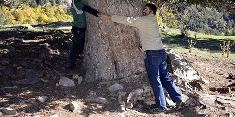 El Parc Natural de l'Alt Pirineu comença a senyalitzar els arbres monumentals