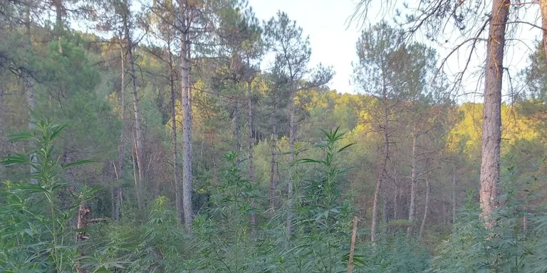 Els Mossos detenen dos homes que tenien tres camps de cultiu de marihuana a la Ribera Salada