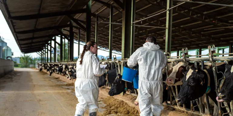 Detecten set nous brots de dermatosi a l'Alt Empordà però no es modifica el radi de protecció