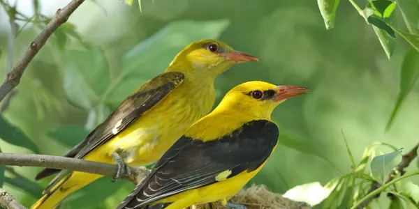 Diumenge es fa una descoberta dels ocells que viuen al Parc de Can Jalpí